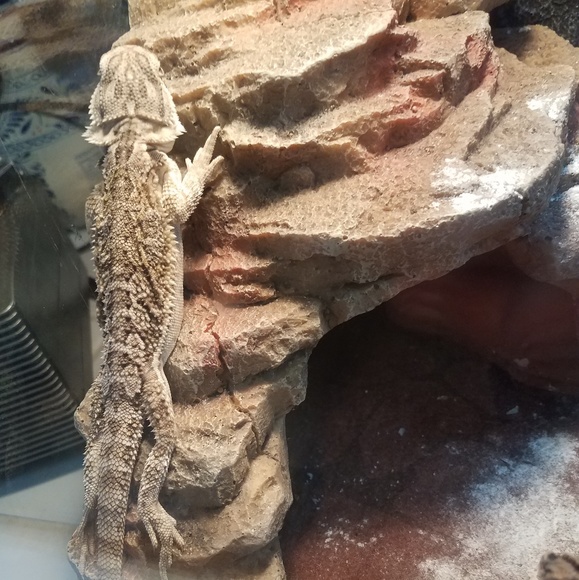 Meet your Posher, Dawn - Picture 1 of 1